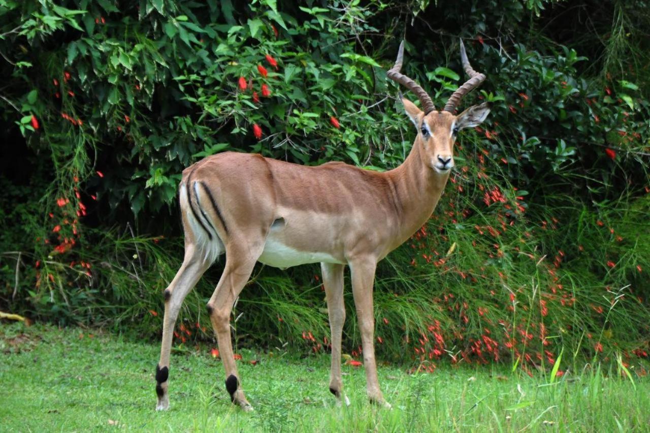 Legend Safaris 257A - In Kruger Park Lodge Hazyview Extérieur photo